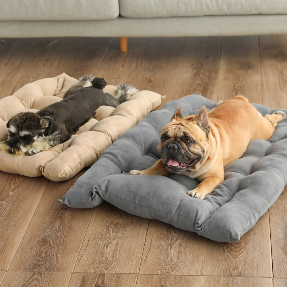 Two dogs on large pet beds in a home setting